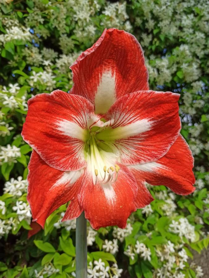 Amaryllis Case Vacanza Romito Magra Eksteriør billede